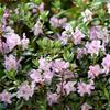 Rhododendron småbladede hybr.