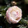 Storblomstrende rose