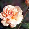 Storblomstrende rose