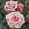 Storblomstrende rose