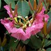 Rhododendron williamsianum hyb