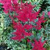 Astilbe