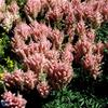 Astilbe