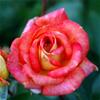 Storblomstrende rose