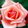 Storblomstrende rose