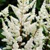 Astilbe, hvid