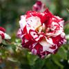 Storblomstrende rose