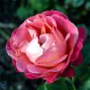 Storblomstrende rose