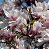 Almindelig magnolie