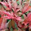 Astilbe