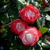 Storblomstrende rose