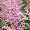 Astilbe