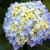 Havehortensia