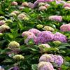 Havehortensia