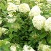 Havehortensia