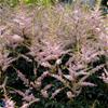 Astilbe