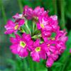 Rosenprimula