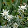 Edelweiss