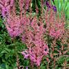 Astilbe