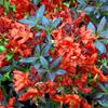 Løvfældende Rhododendron