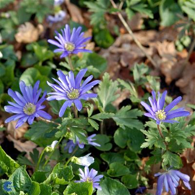 Balkananemone