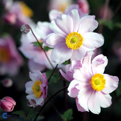 Sommmeranemone