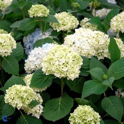 Havehortensia