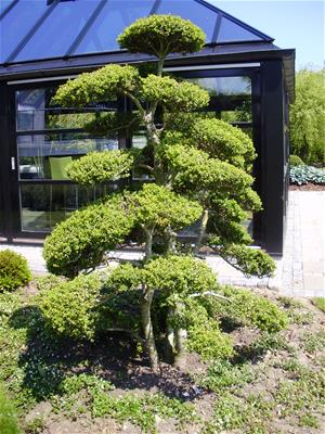 japansk kristtorn (Bonsai)