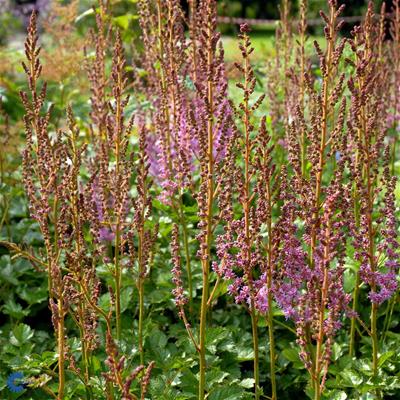 Astilbe