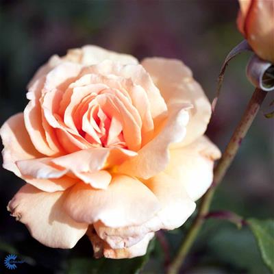 Storblomstrende rose