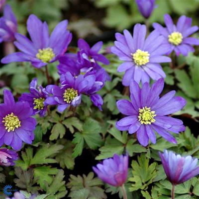 Balkan-Anemone