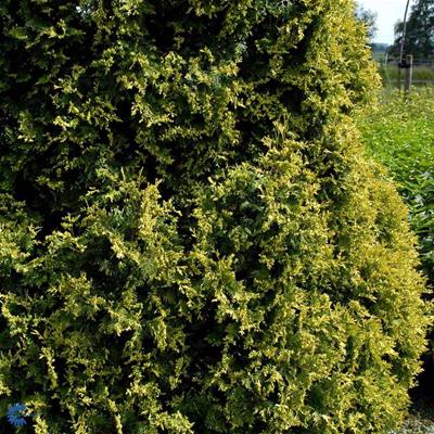 Thuja