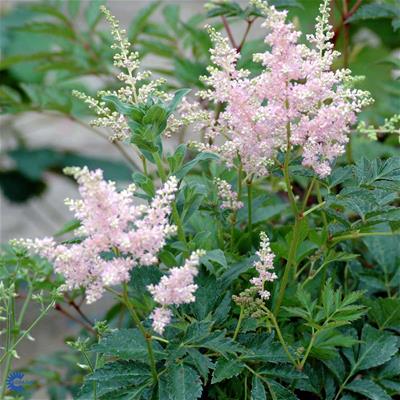 Astilbe