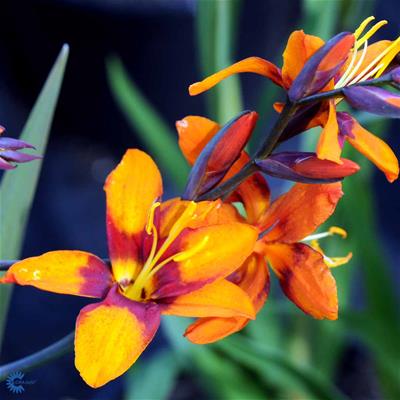 Montbretia