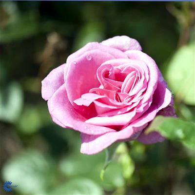 Storblomstrende rose