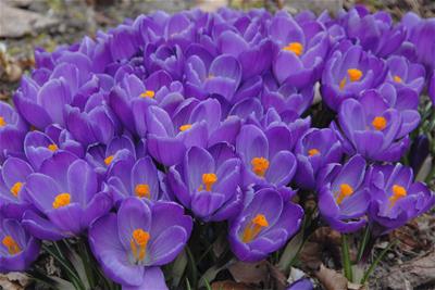 Crocus