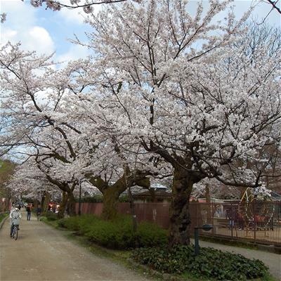 Japansk Kirsebær
