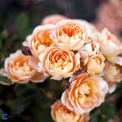 Slyng- & Espalierrose