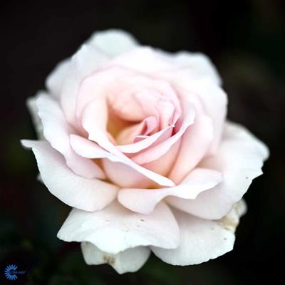 Storblomstrende rose