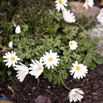 Balkananemone