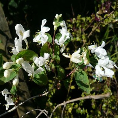 Tatarisk Gedeblad