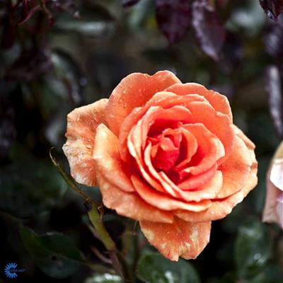 Storblomstrende rose