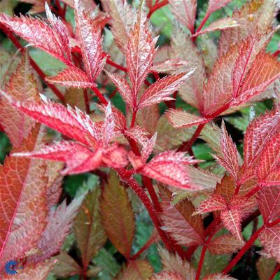 Astilbe