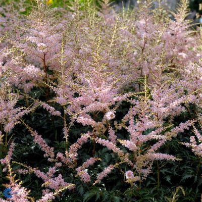 Astilbe