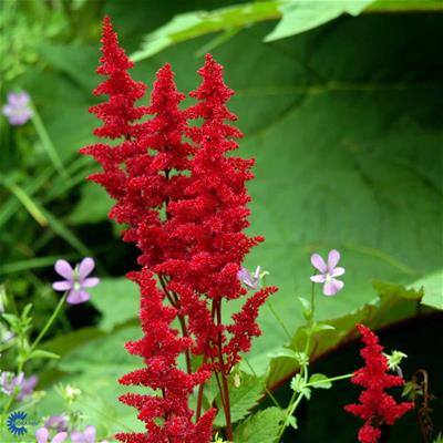 Astilbe