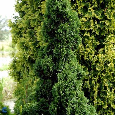 Thuja