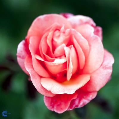 Storblomstrende rose