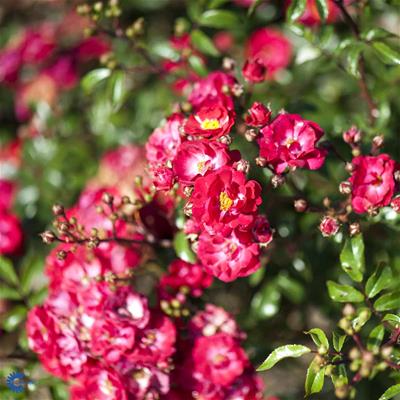 Bunddækkende rose