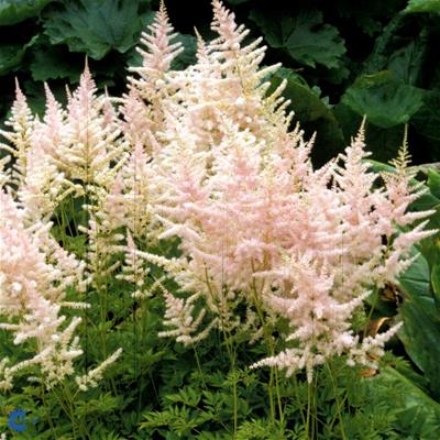 Astilbe