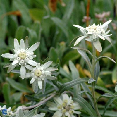 Edelweiss